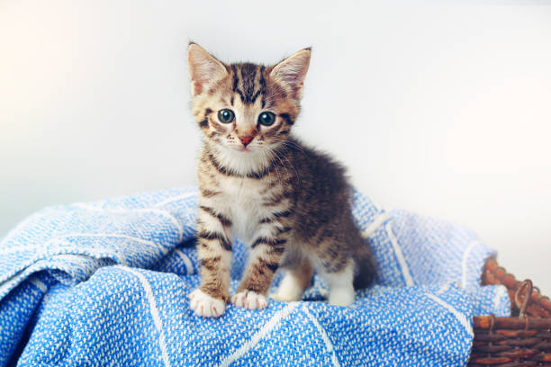 Yavru Kedi Bakımı Nasıl Olmalı?